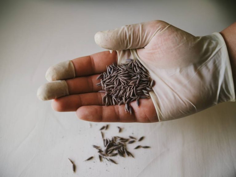 les bienfaits des graines de nigelle sur le système immunitaire et la peau