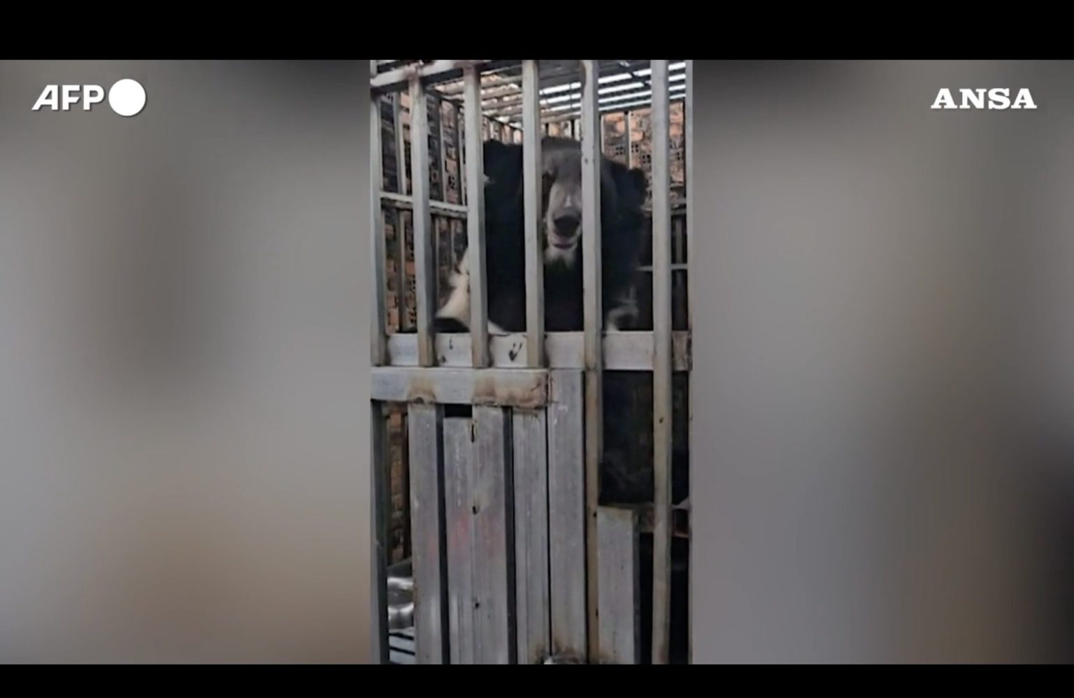 Choc en Thaïlande : des lions et des ours affamés découverts dans un casino — images du sauvetage par la Marine