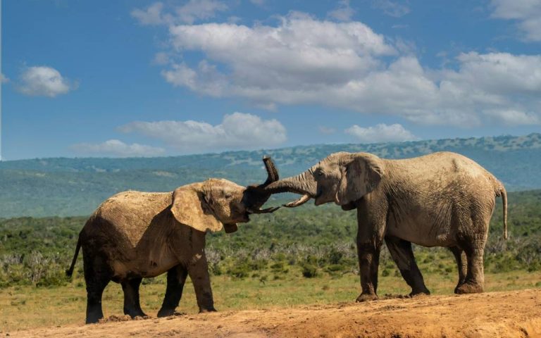 Circuit kenya tanzanie : itinéraire idéal de 10 jours entre savane et grands lacs