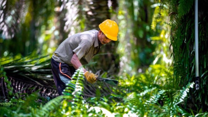 Révolution chez les planteurs : comment la formation massive promise va transformer l’huile de palme indonésienne