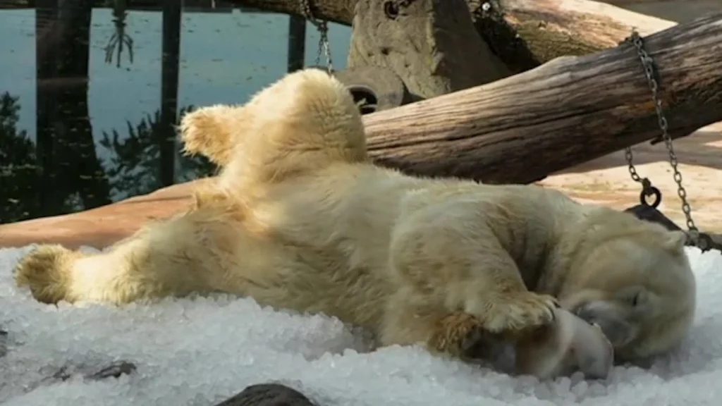 Canicule : les ours polaires du zoo de Prague se régalent de glaces au saumon — découvrez ces images incroyables
